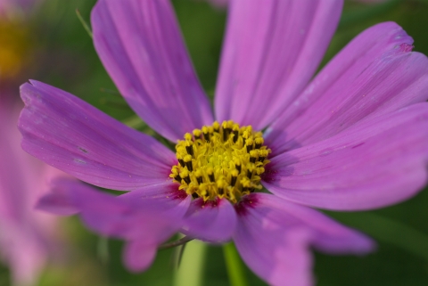 IMGP2957 IMGP2957