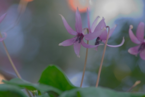 IMGP5374 IMGP5374